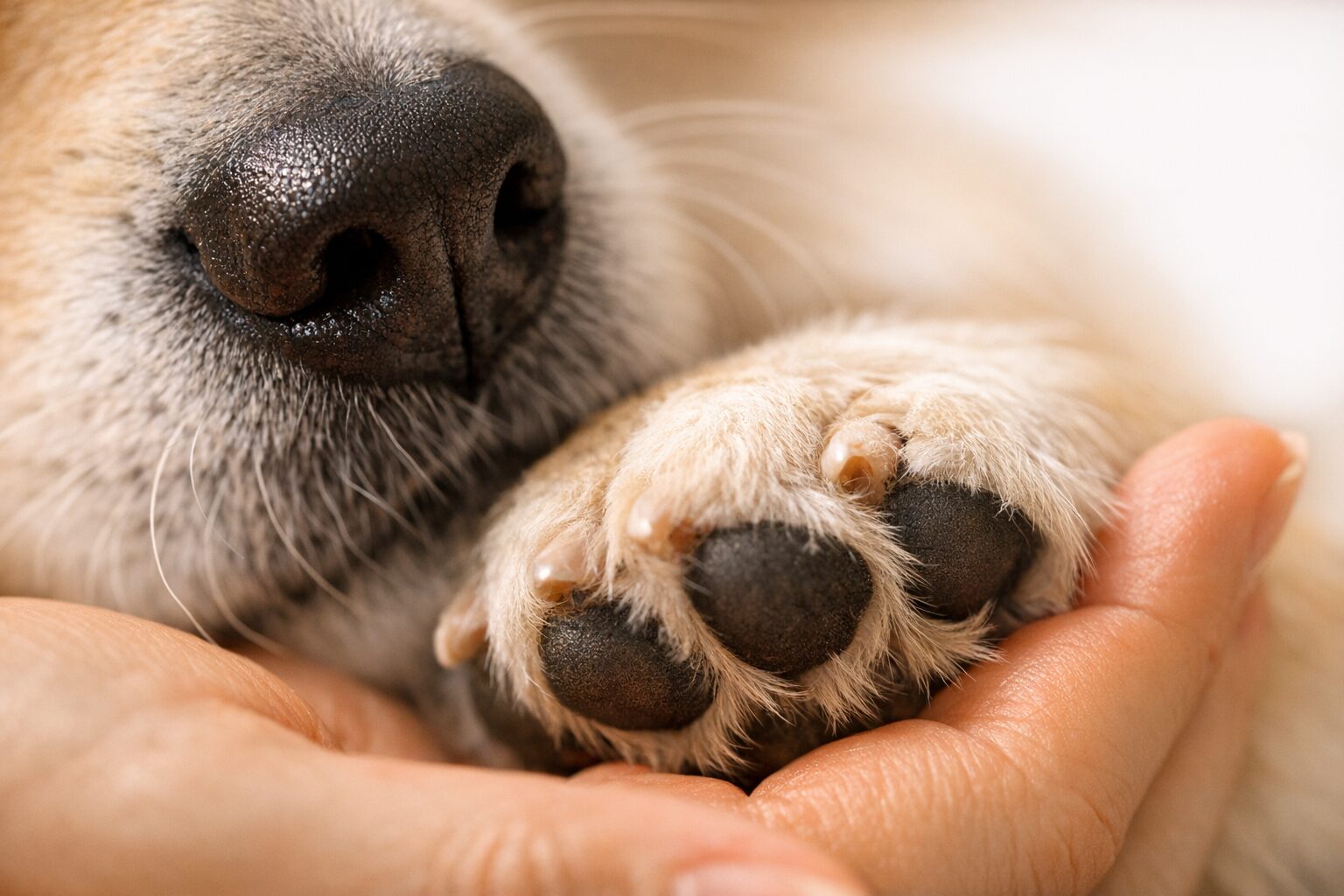 15 Most Affectionate Dog Breeds